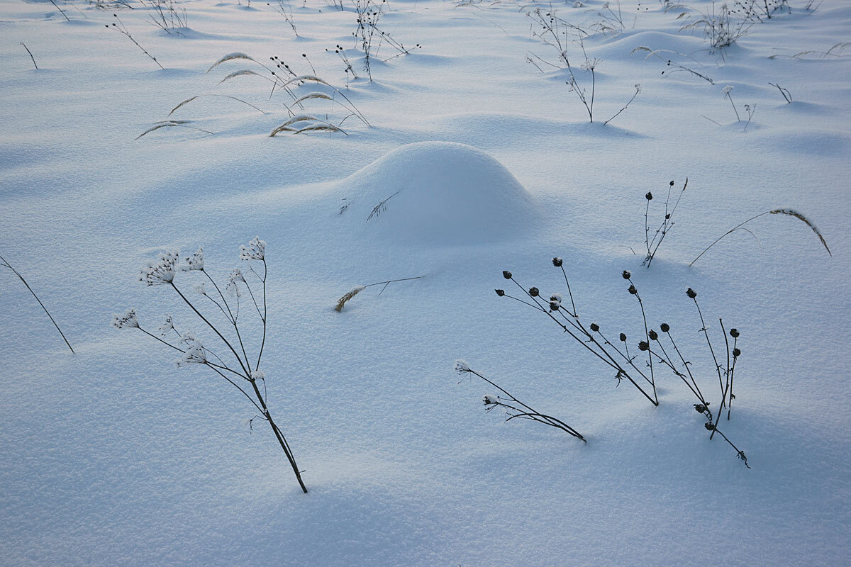 Зимний натюрморт - Сергей Курников Зимний натюрморт - Сергей Курников