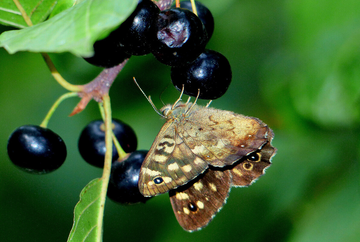 опять про бабочек...342 - Александр Прокудин