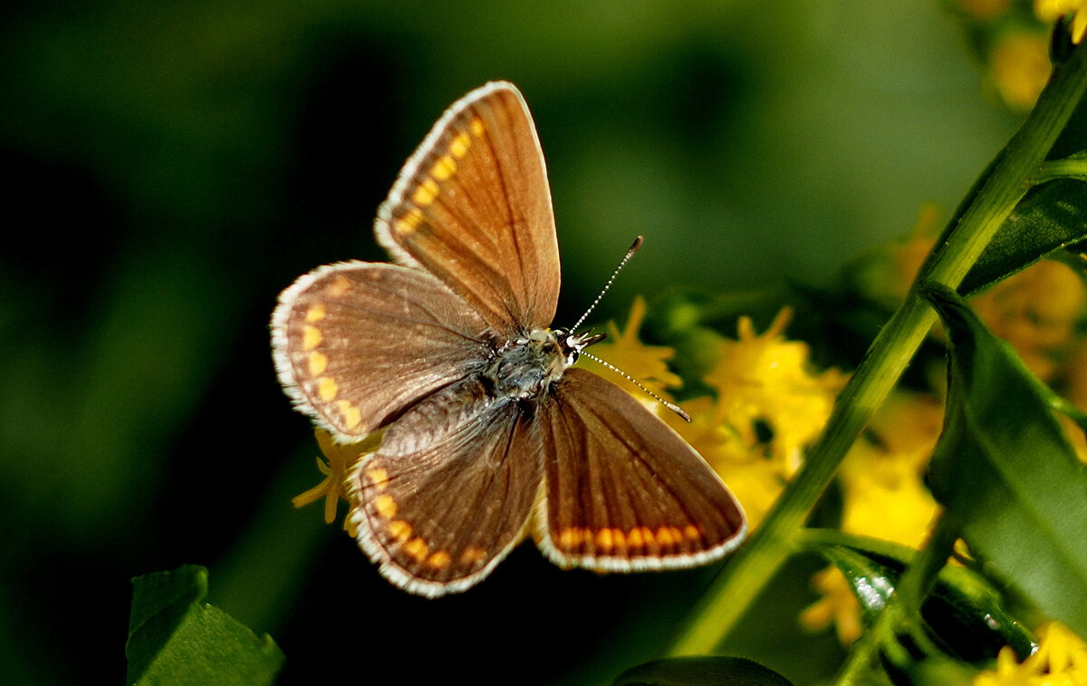 опять про бабочек...344 - Александр Прокудин опять про бабочек...344 - Александр Прокудин