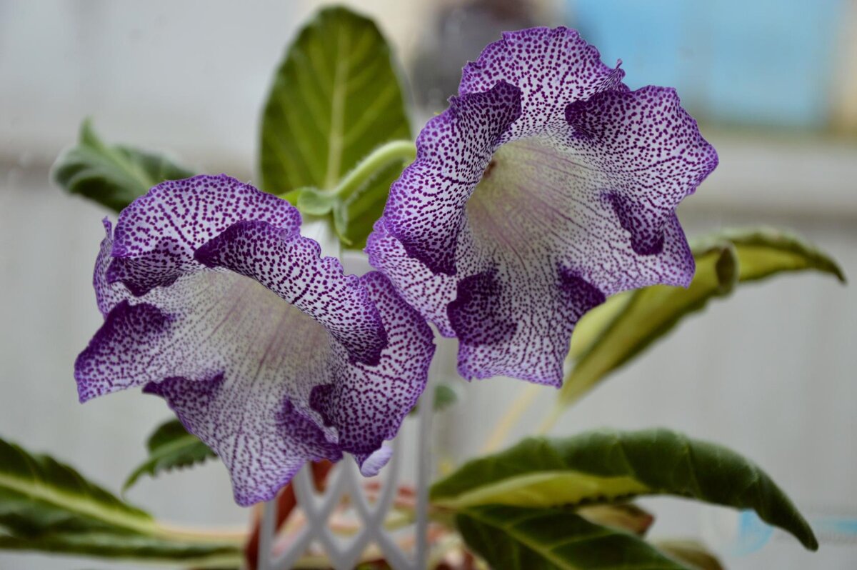 Глоксиния - Надежда Куркина 