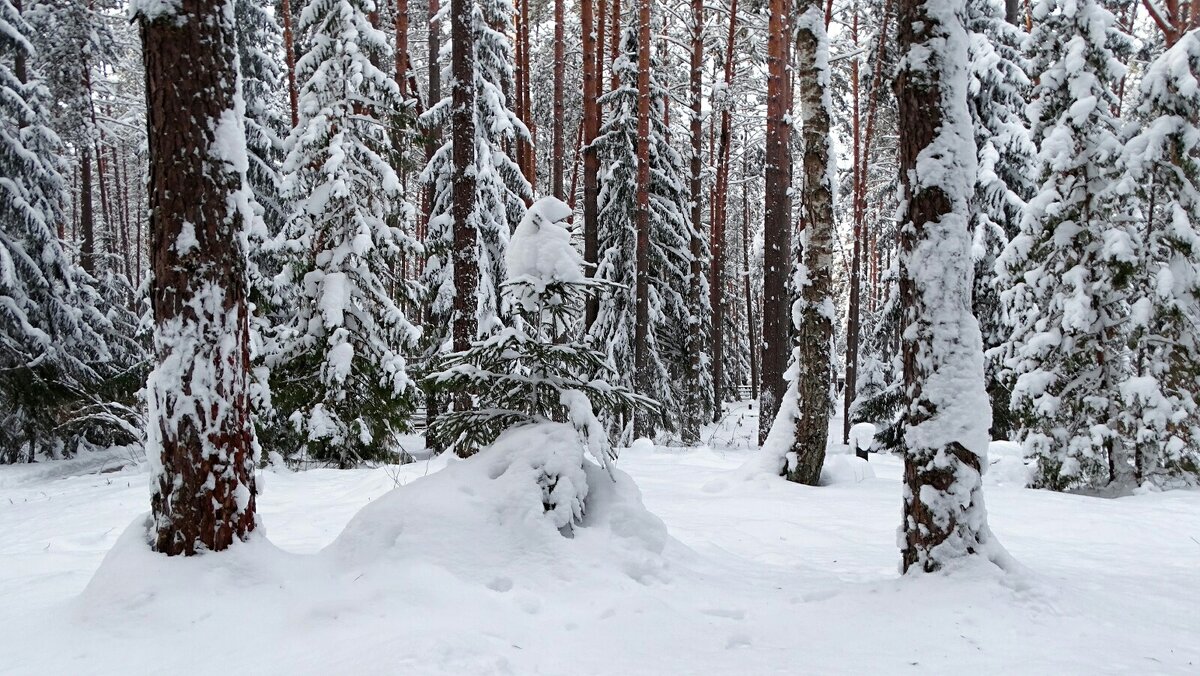 Зимний лес. - Милешкин Владимир Алексеевич 