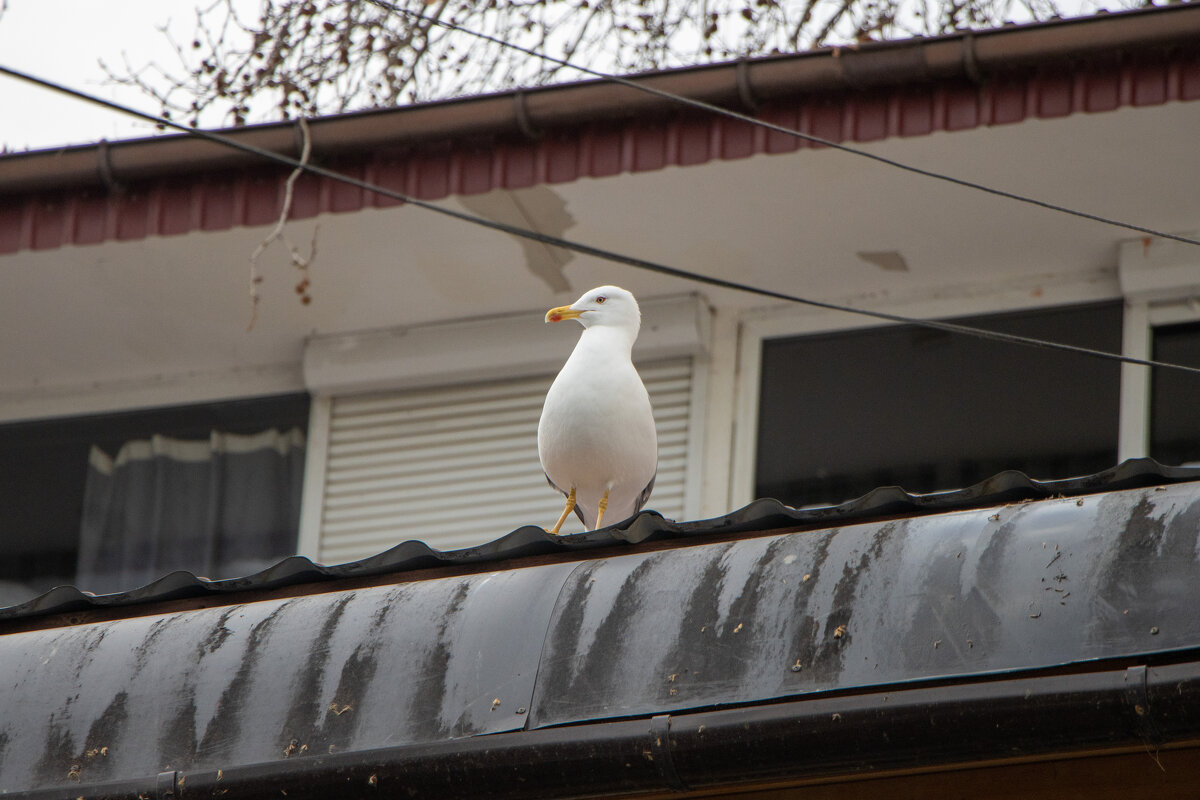 В дозоре. - Дмитрий А