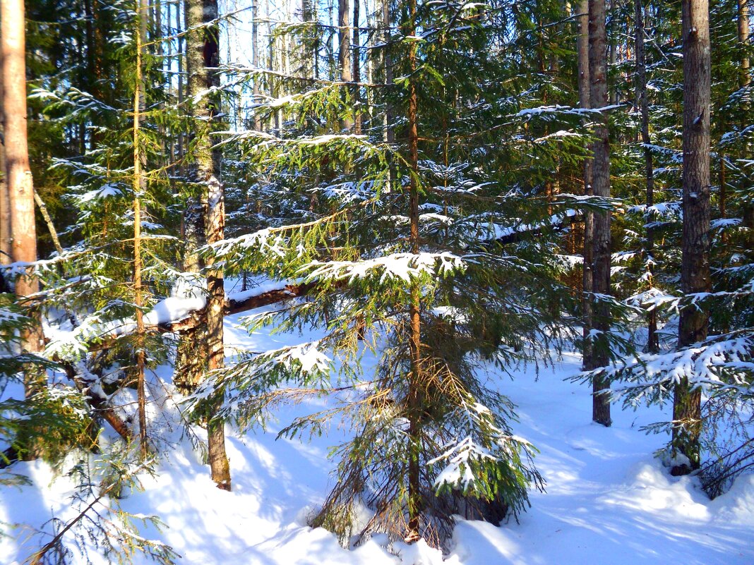 В зимнем лесу - Наталья ***