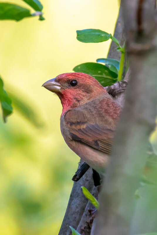 Чечевица - Владимир Лазарев