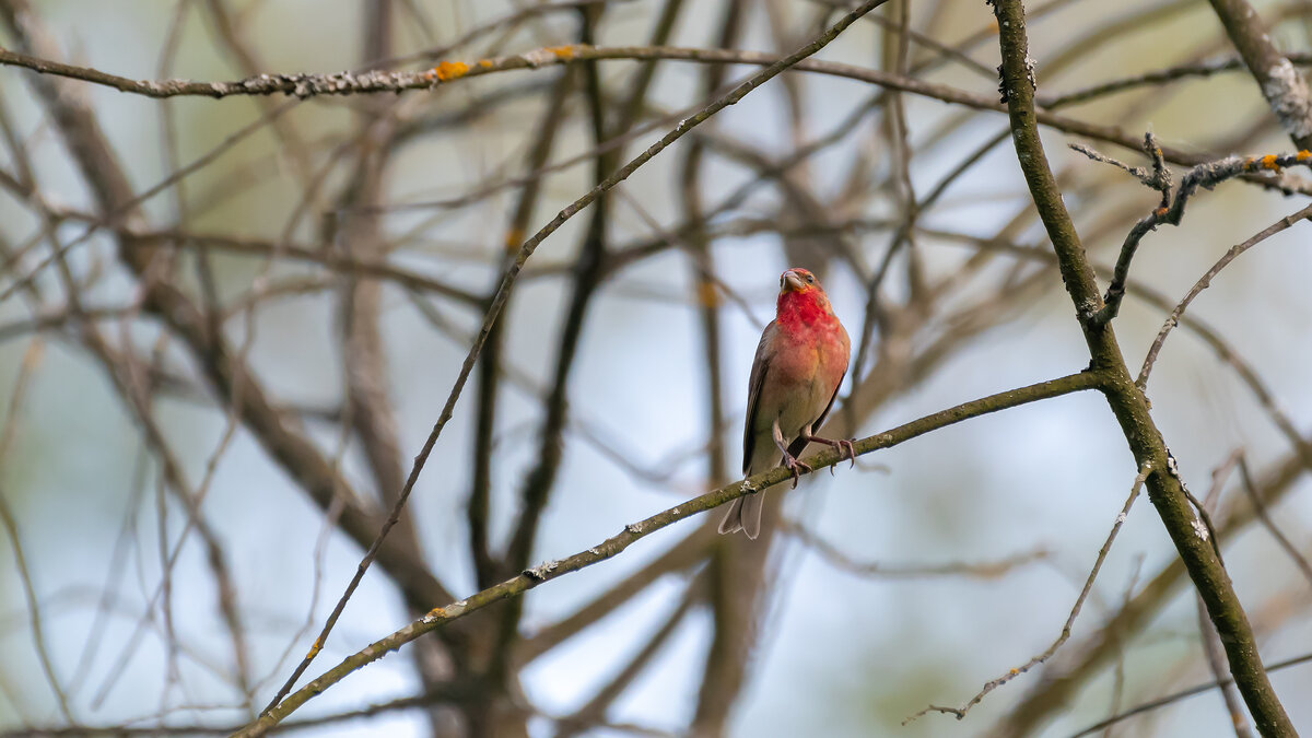 Чечевица - Владимир Лазарев
