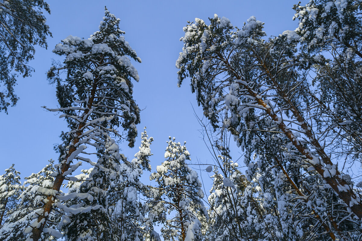 Макушки сосен под снегом - Сергей Цветков