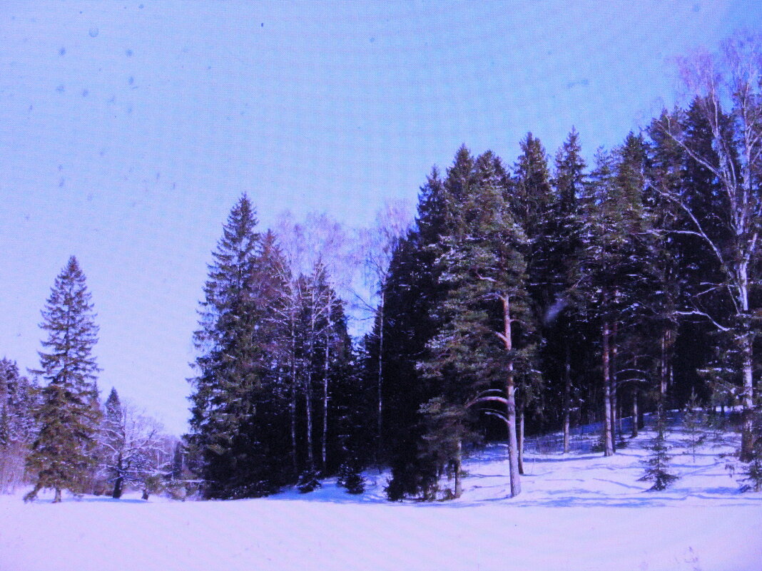 Зимний лес - Людмила Смородинская Зимний лес - Людмила Смородинская