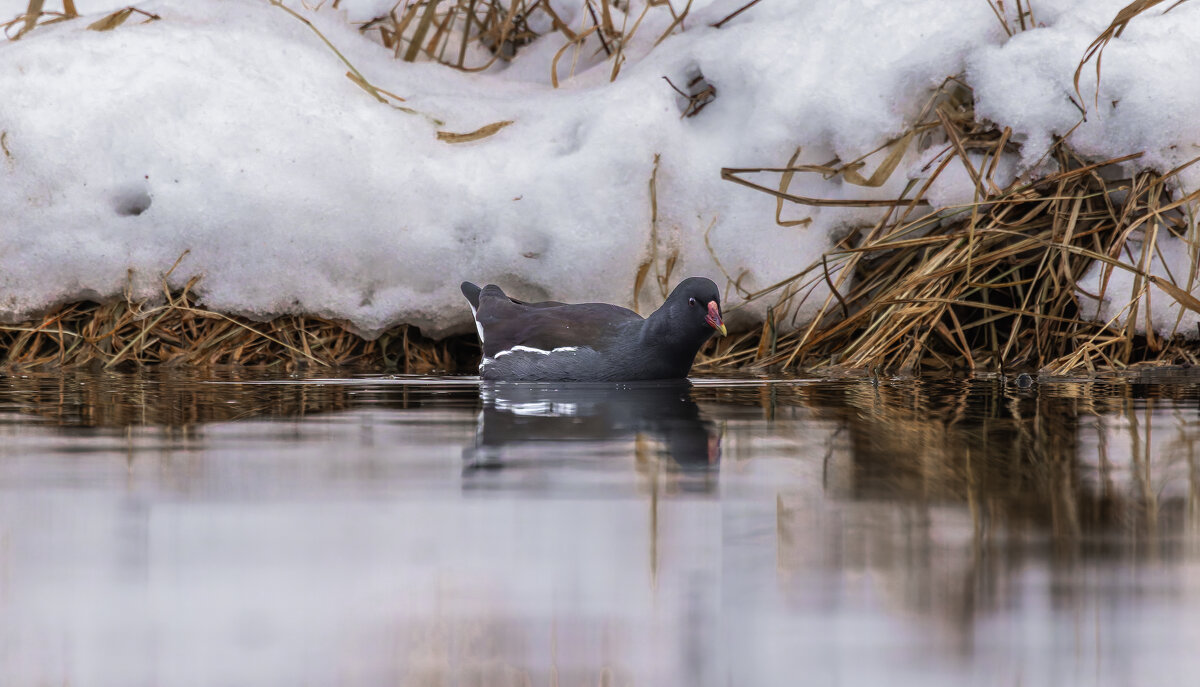 камышница - юрий макаров