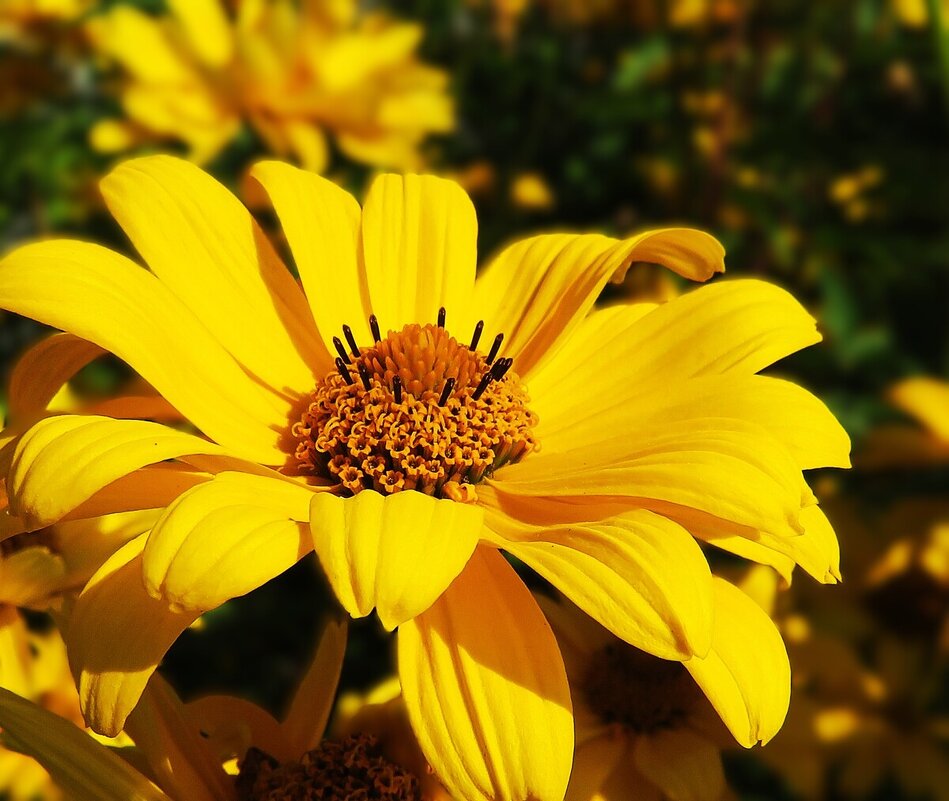 Гелиопсис - Лариса С. Гелиопсис - Лариса С.