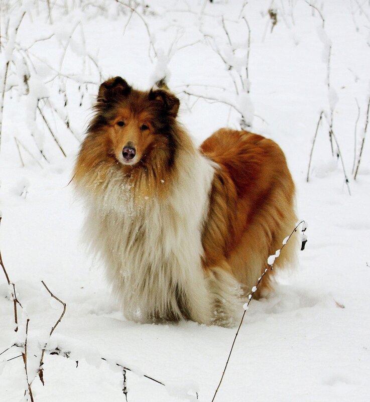 Встреча в парке - Галина Нестратова Встреча в парке - Галина Нестратова