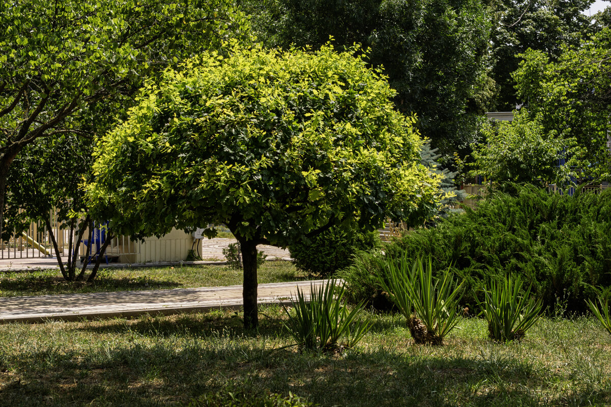 Городской парк - Игорь Сикорский Городской парк - Игорь Сикорский