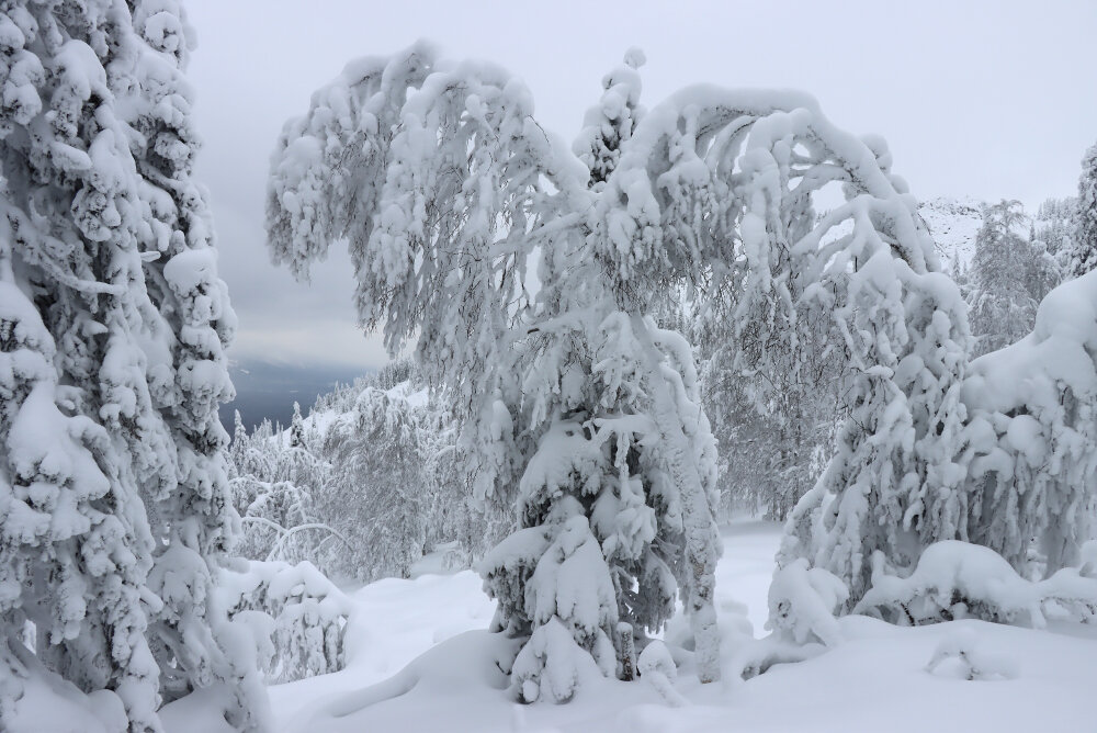 Под тяжестью снега - Галина Ильясова Под тяжестью снега - Галина Ильясова