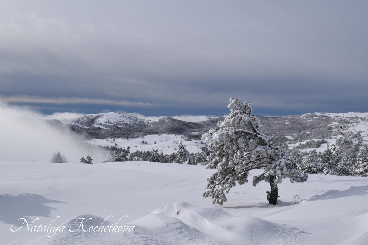 Природа Крыма - Amazing Cosmea Природа Крыма - Amazing Cosmea