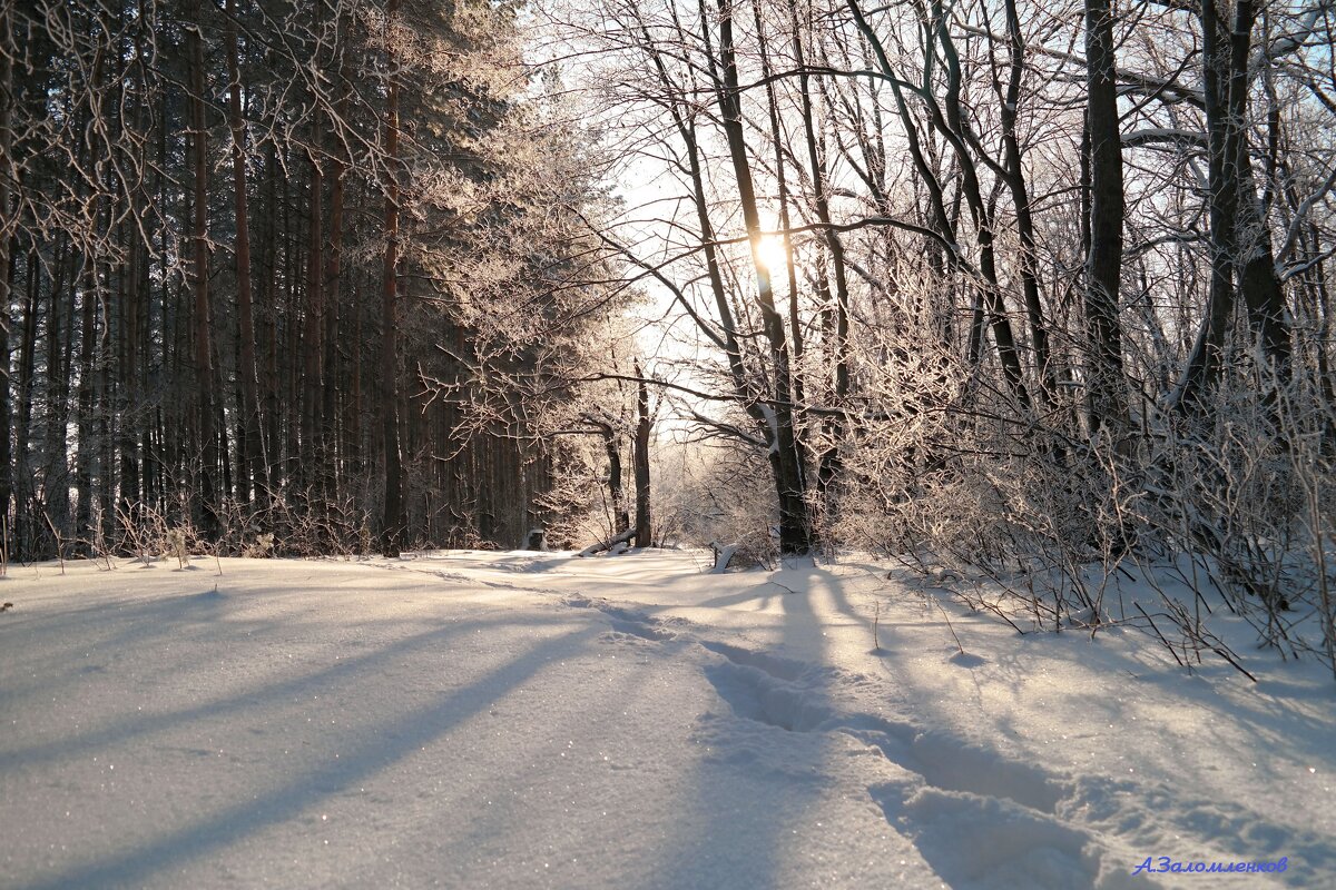 Солнышко лесное января... - Андрей Заломленков Солнышко лесное января... - Андрей Заломленков
