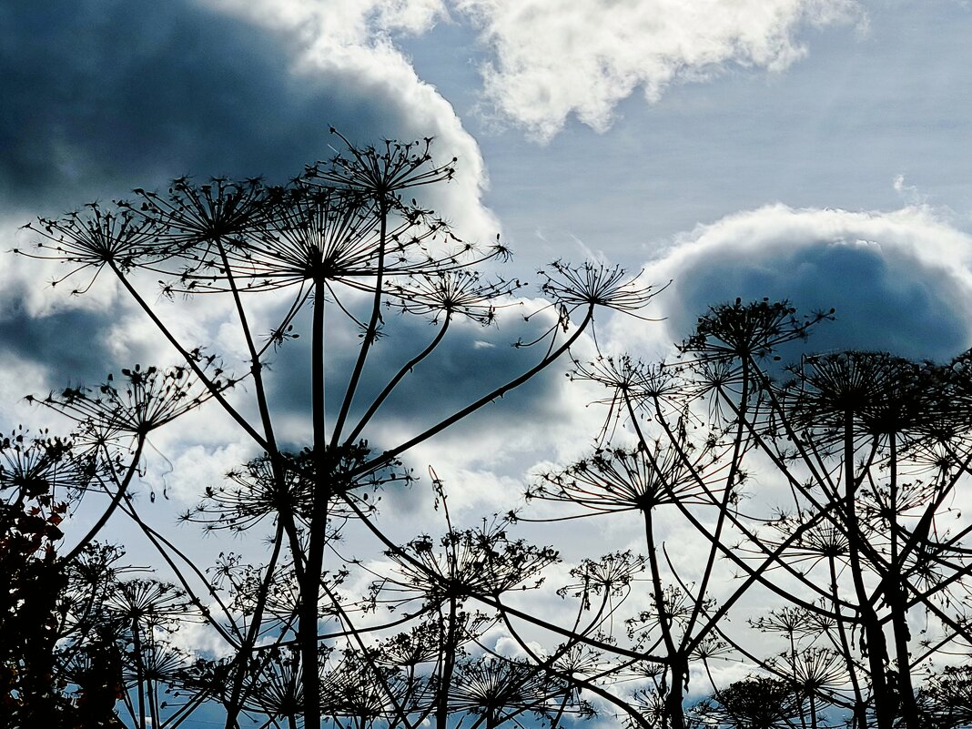 *** - Сергей Полянский