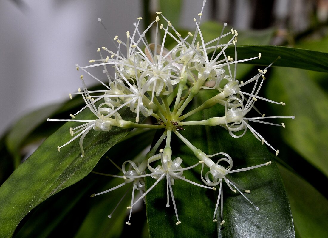 Драцена - Aleksandr 