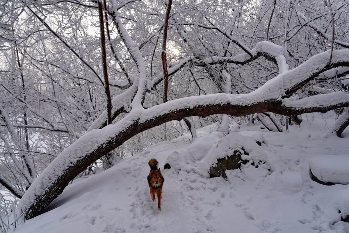 На прогулке - Павел Трунцев