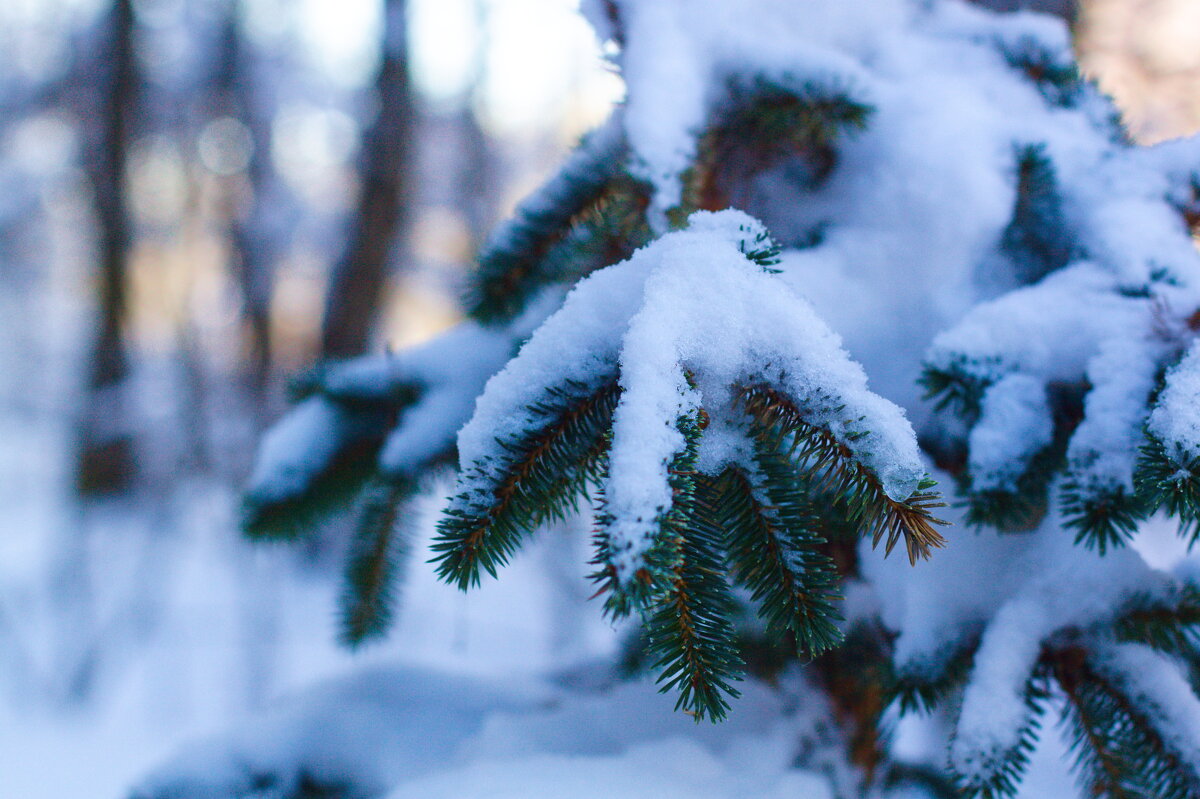 еловая лапка - Артём еловая лапка - Артём
