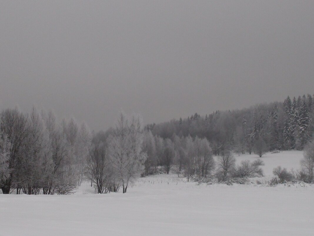 Деревья в инее - fogmeadowww m
