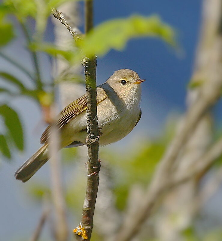 камышовка наблюдает... - Andrey Bragin 