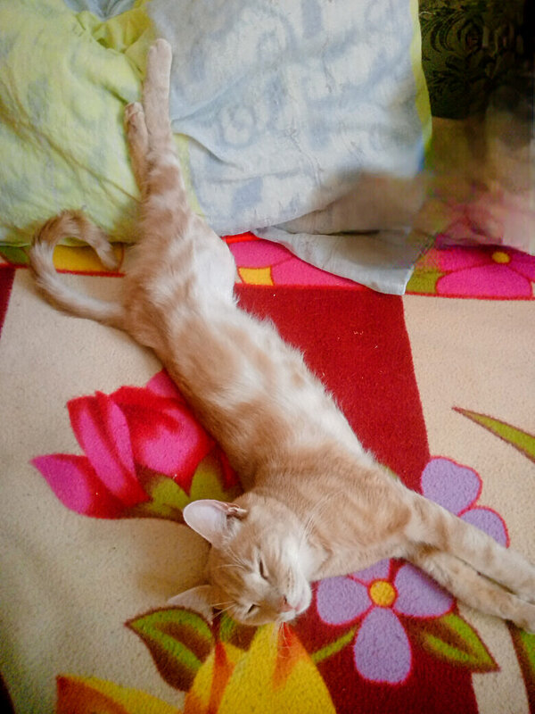 СТЁПА - Сергей Кочнев