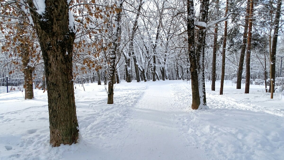 Зимний парк - Милешкин Владимир Алексеевич Зимний парк - Милешкин Владимир Алексеевич