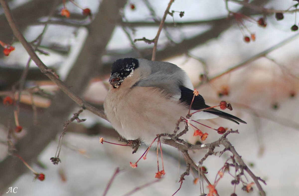 *** - Любовь Сахарова