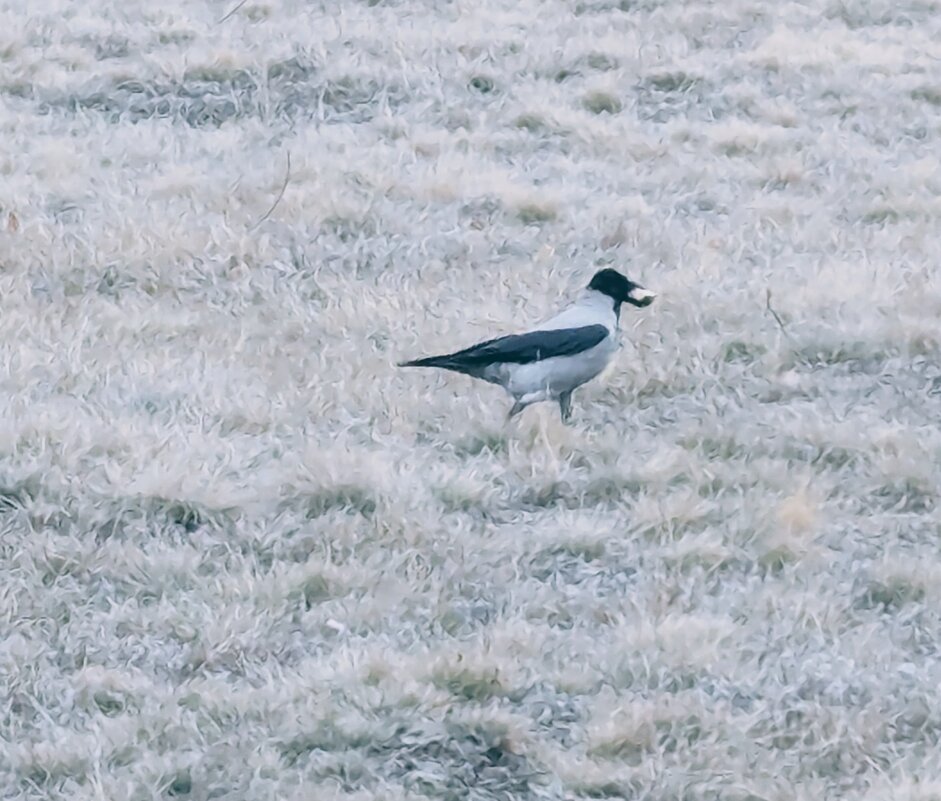 Серая ворона - Андрей Хлопонин Серая ворона - Андрей Хлопонин