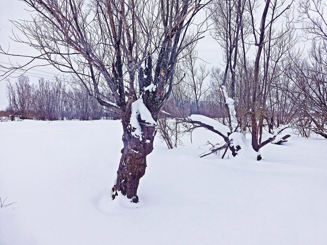 Февраль..,Тальники на левобережье Юганской Оби. - Владимир Февраль..,Тальники на левобережье Юганской Оби. - Владимир