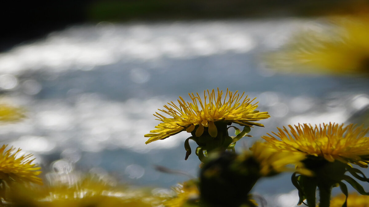 Жёлтенький - Владимир Кириченко Жёлтенький - Владимир Кириченко