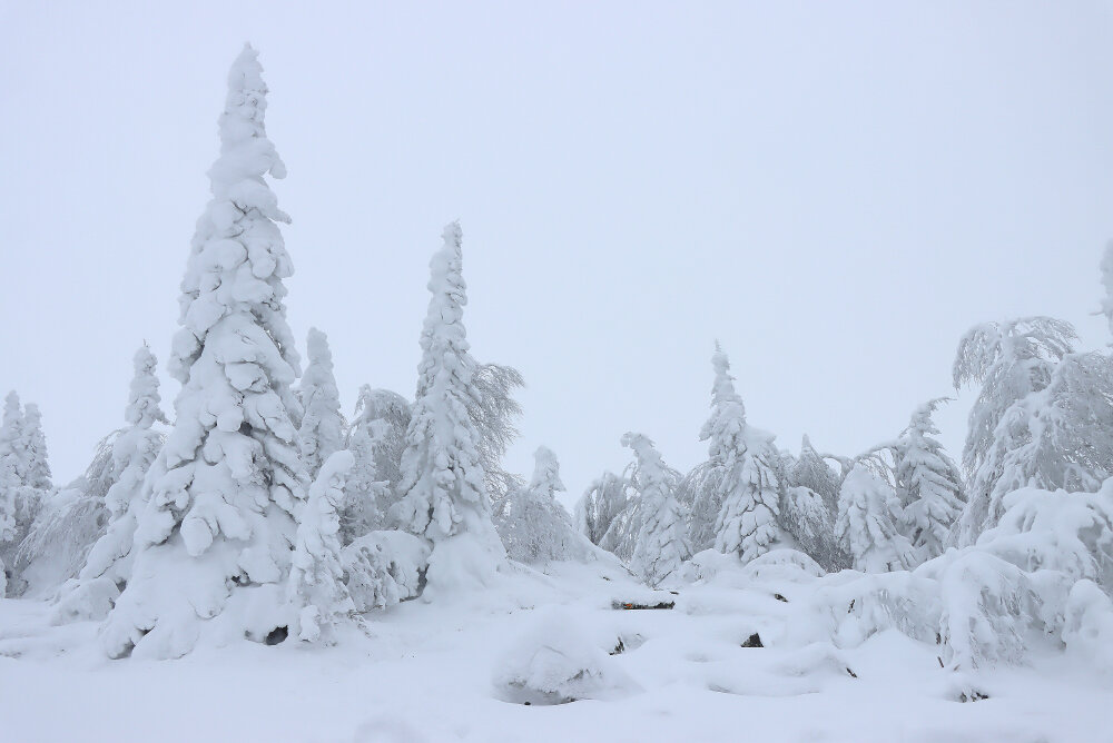 Зимняя сказка - Галина Ильясова Зимняя сказка - Галина Ильясова