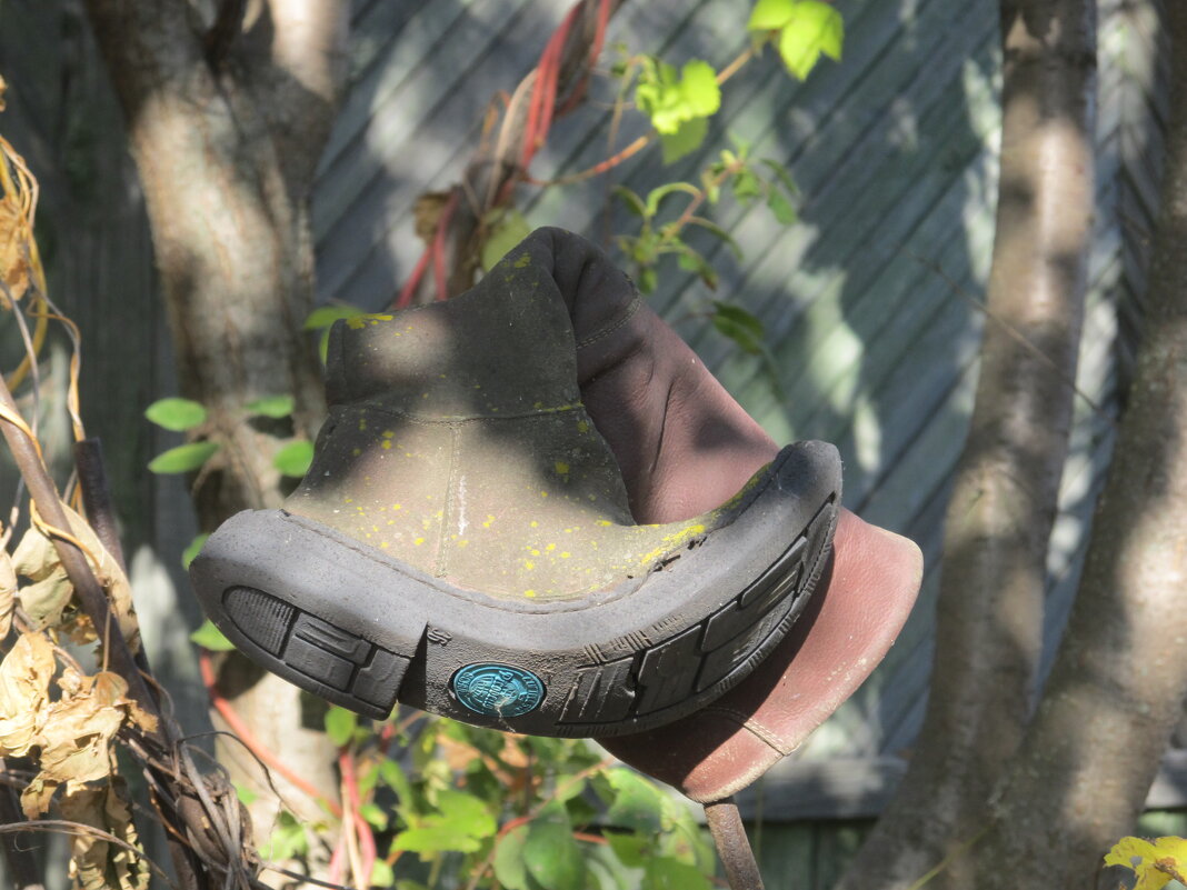 дачный этюд - Елена Шаламова