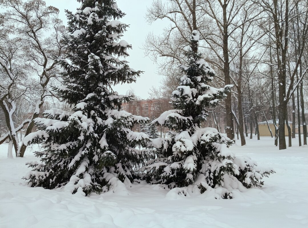Снежный январь - Мария Васильева Снежный январь - Мария Васильева