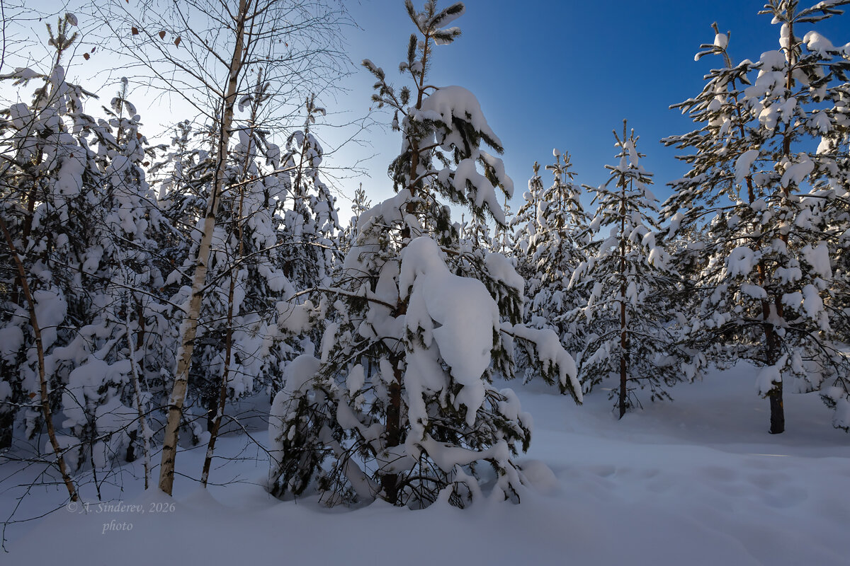 Молодые сосны в снегу - Александр Синдерёв Молодые сосны в снегу - Александр Синдерёв