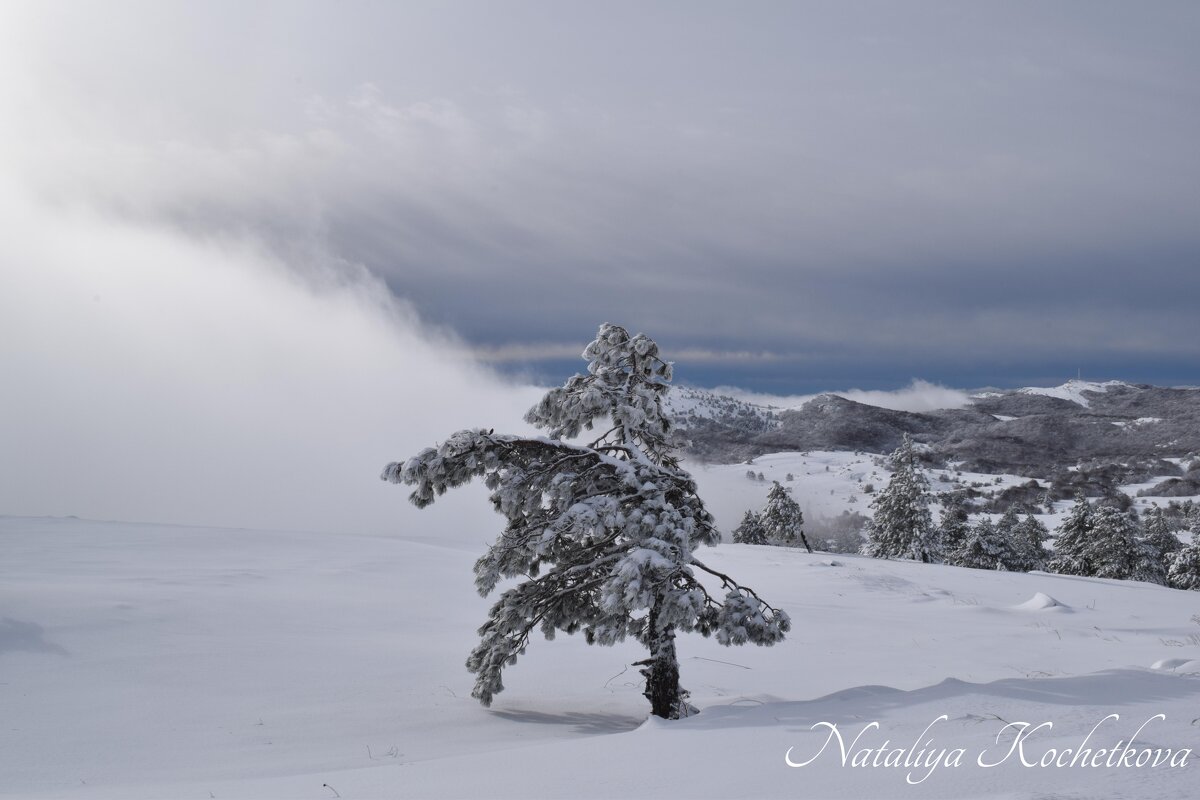 Природа Крыма - Amazing Cosmea Природа Крыма - Amazing Cosmea