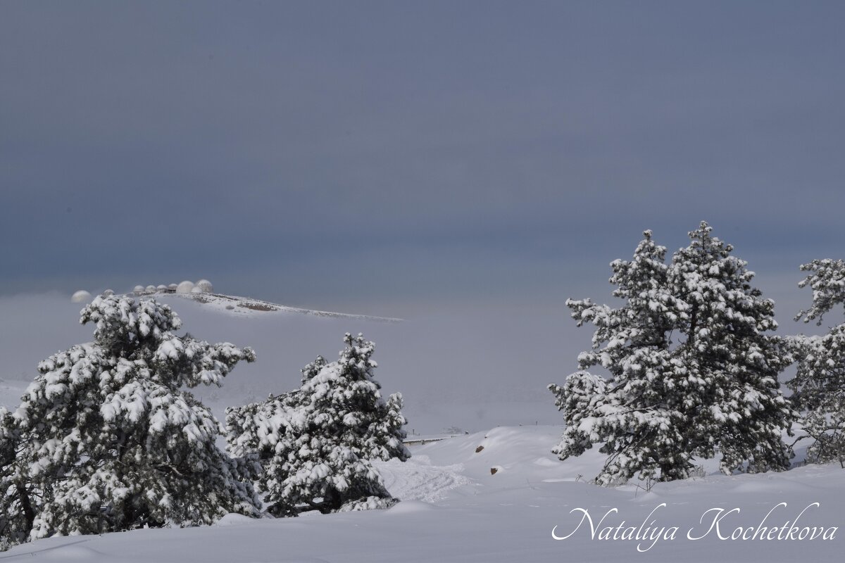 Природа Крыма - Amazing Cosmea Природа Крыма - Amazing Cosmea