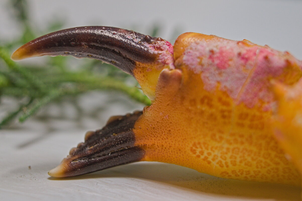 Я посланец великого БОА - Giant Tao / Я посланец великого БОА - Giant Tao /