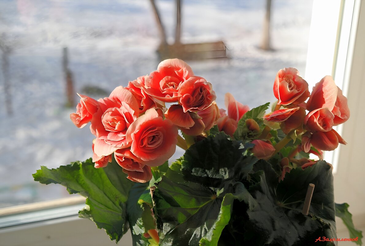 А за бортом минус 20.... - Андрей Заломленков А за бортом минус 20.... - Андрей Заломленков