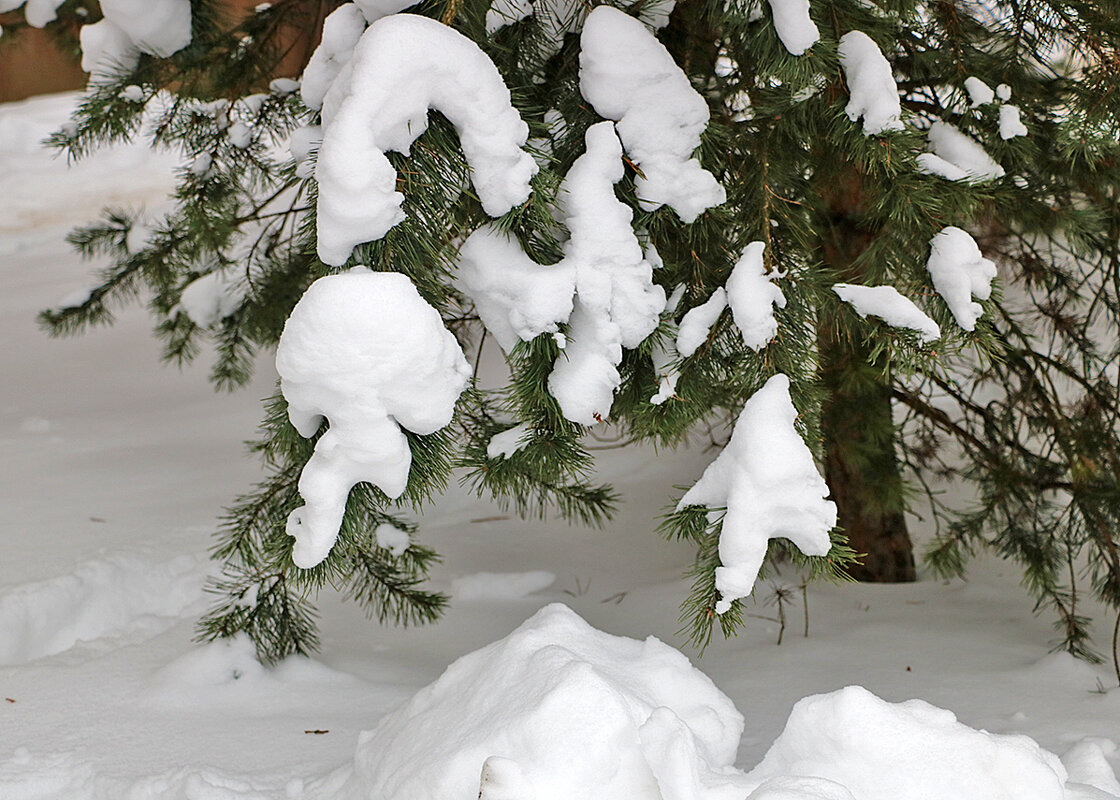 Снежный январь - Светлана Снежный январь - Светлана