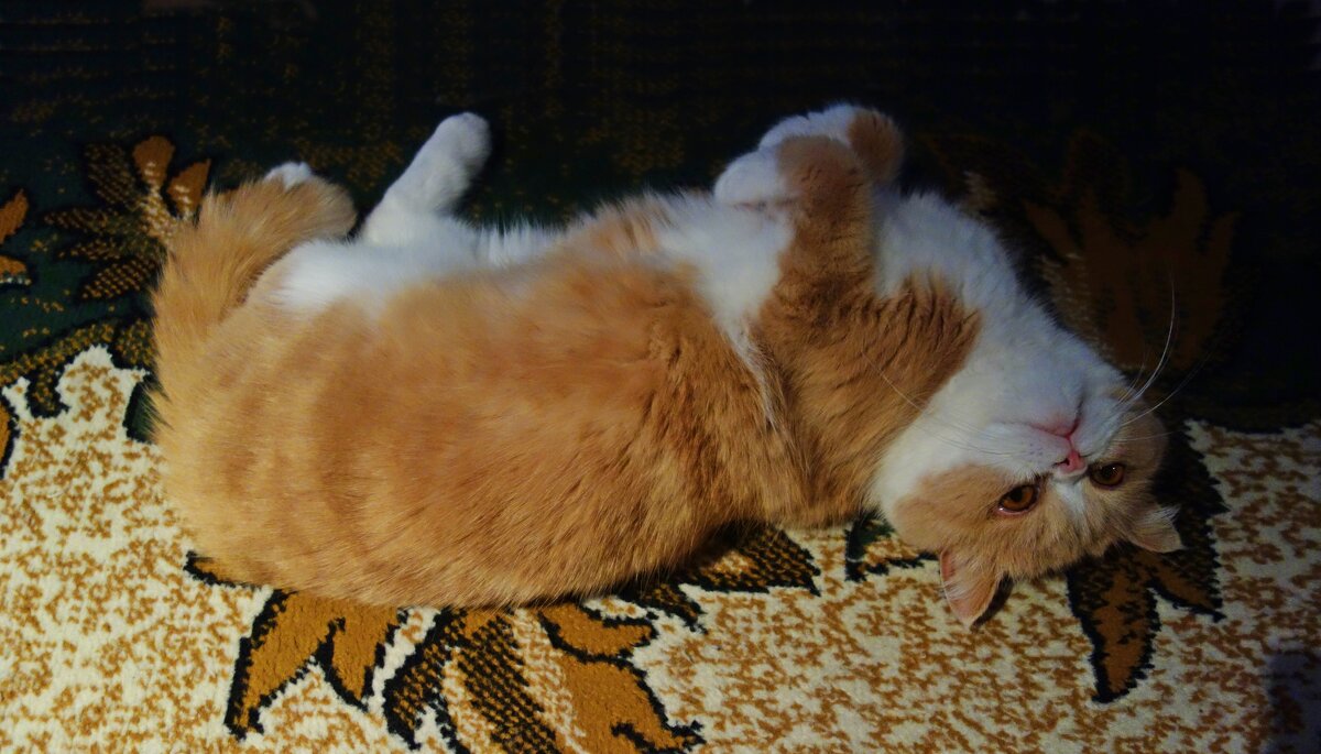 Гороша...... - Галина Гороша...... - Галина