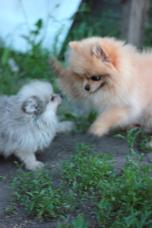 Я пока больше и сильнее и проучу тебя! - Елена 