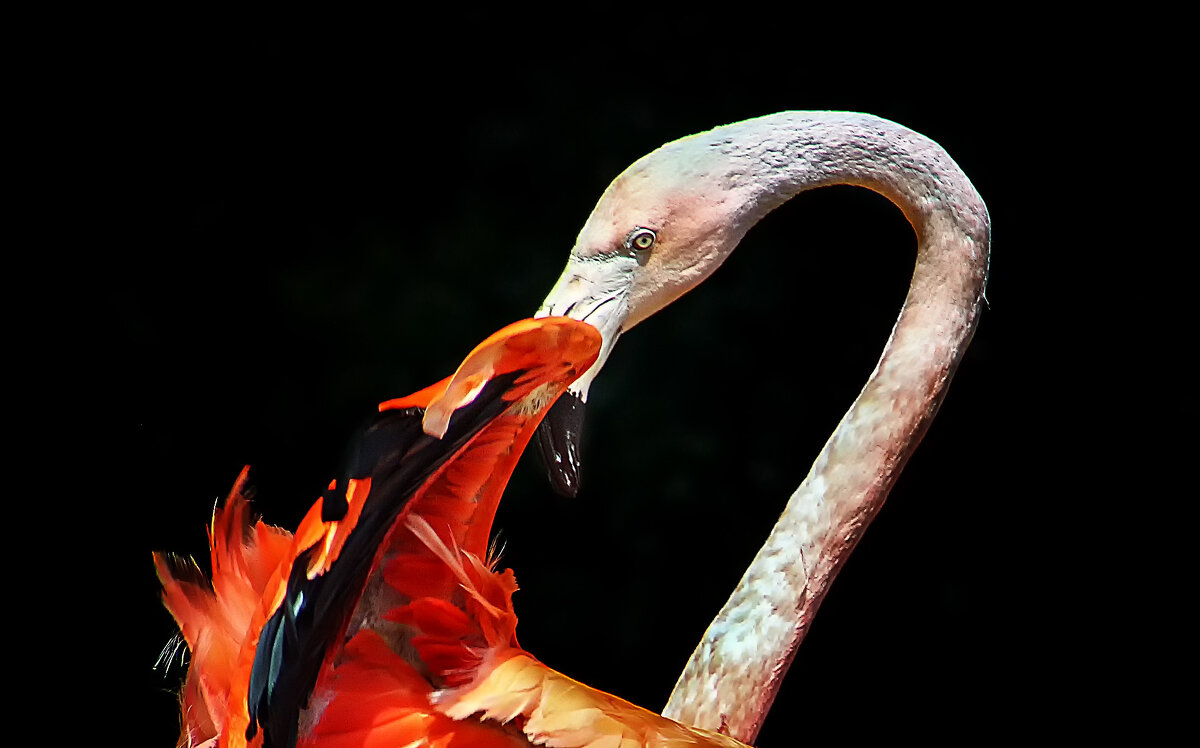 Кармен - Андроник Александр Кармен - Андроник Александр