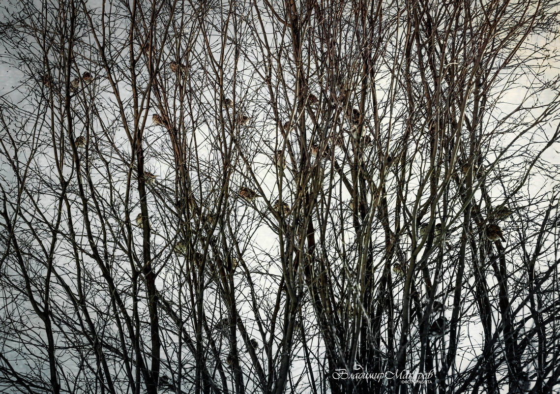 "Расчирикались"© - Владимир Макаров "Расчирикались"© - Владимир Макаров