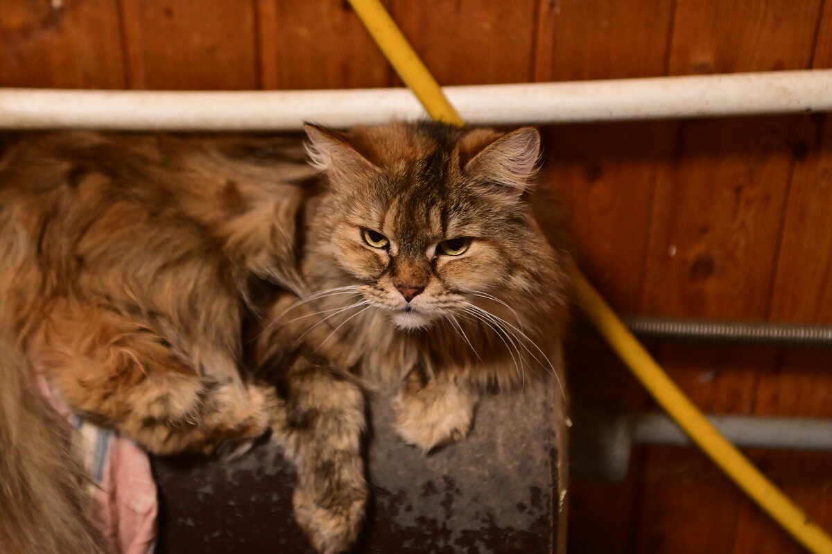 . - Константин Сафронов