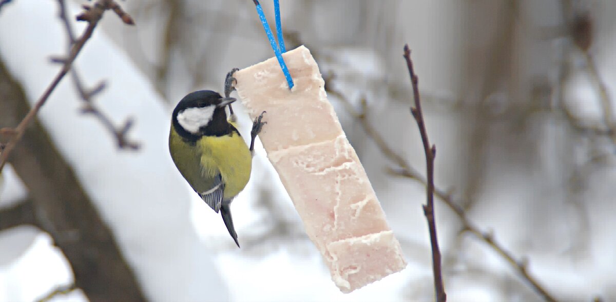 Синица и сало - евгений Синица и сало - евгений