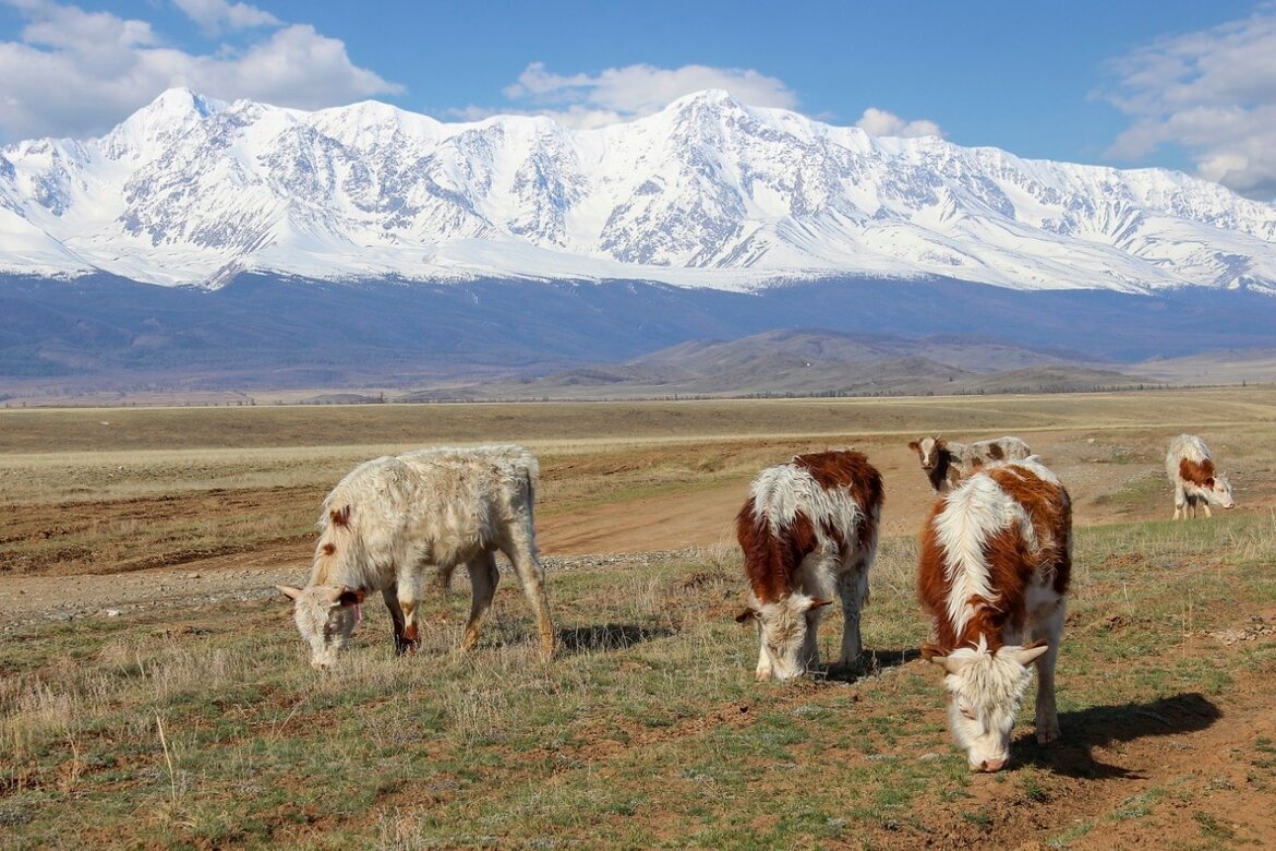 В Курайской долине - елена беликова В Курайской долине - елена беликова