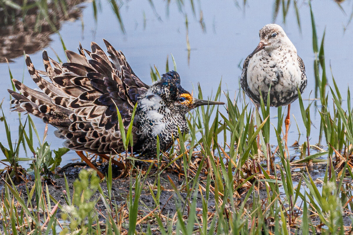 Кавалер. Признание в любви. - Георгий Кулаковский Кавалер. Признание в любви. - Георгий Кулаковский