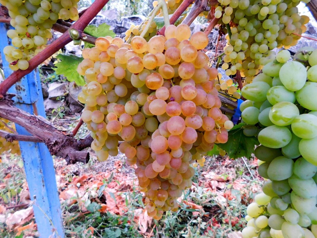 Солнечная ягода - Девяткин Юрий 