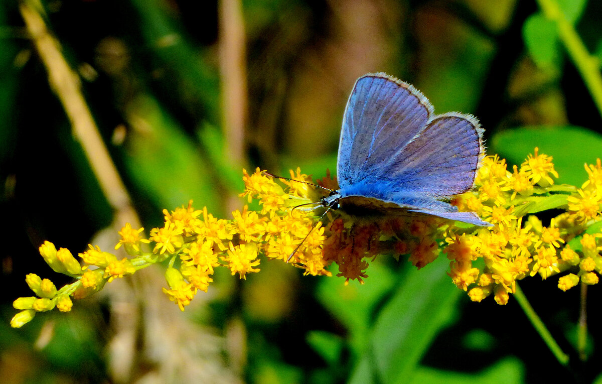 опять про бабочек...351 - Александр Прокудин опять про бабочек...351 - Александр Прокудин