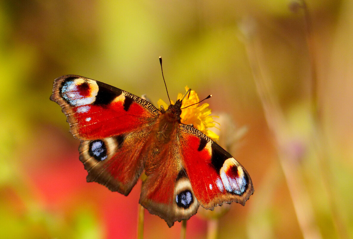 опять про бабочек...355 - Александр Прокудин